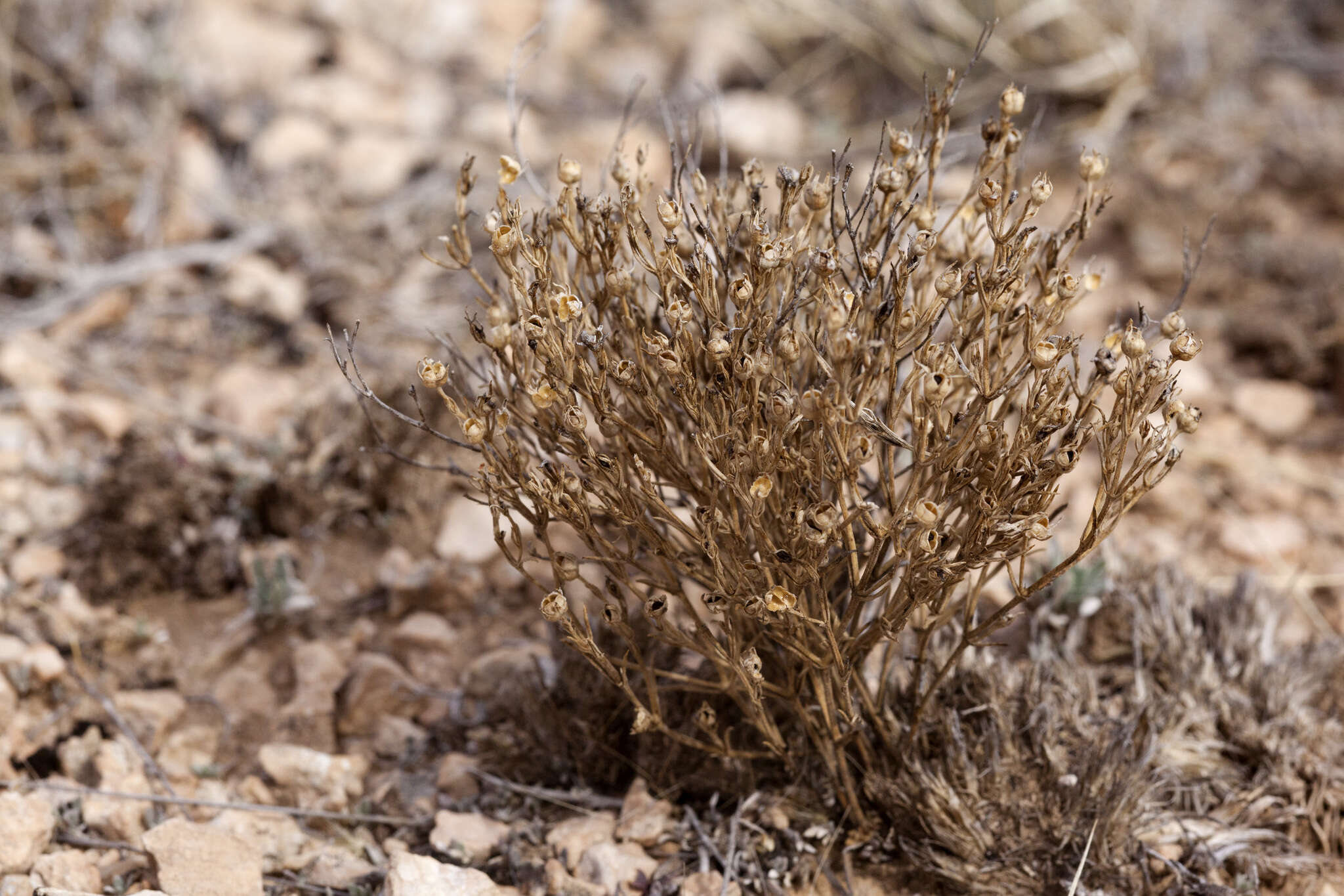 Sivun Houstonia acerosa (A. Gray) Benth. & Hook. fil. kuva