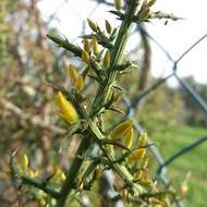 Image of Ulex australis subsp. welwitschianus