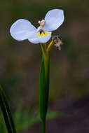 Imagem de Diplarrena moraea Labill.