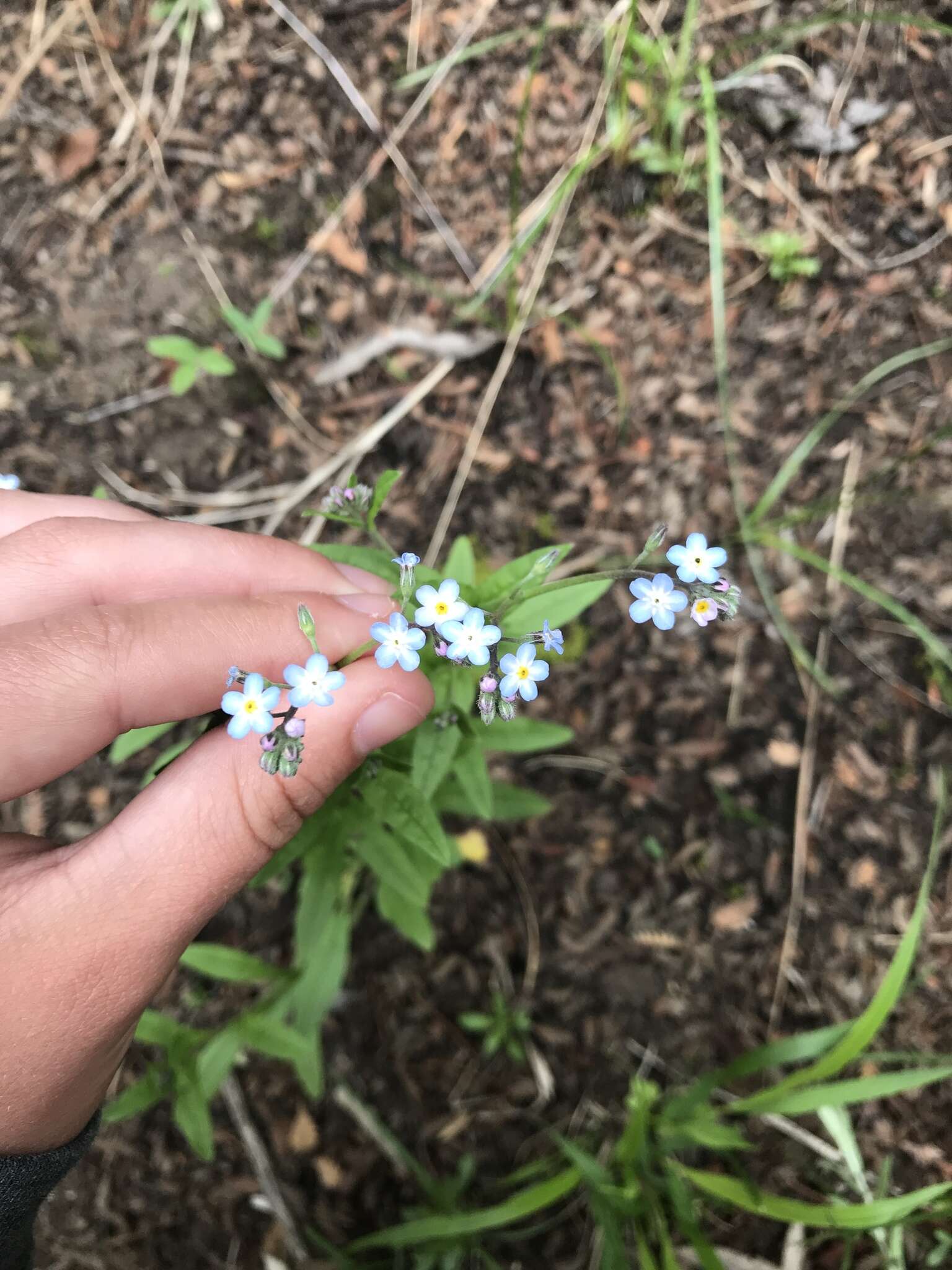 Imagem de Myosotis semiamplexicaulis DC.