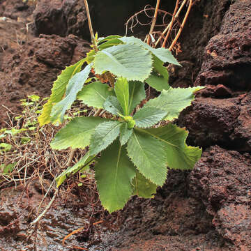 Image of Crambe scaberrima Webb ex Bramwell