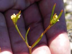 Image of Centella thesioides