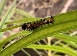 Image de Dysschema leucophaea Walker 1854