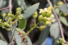 Image of Santalum lanceolatum R. Br.