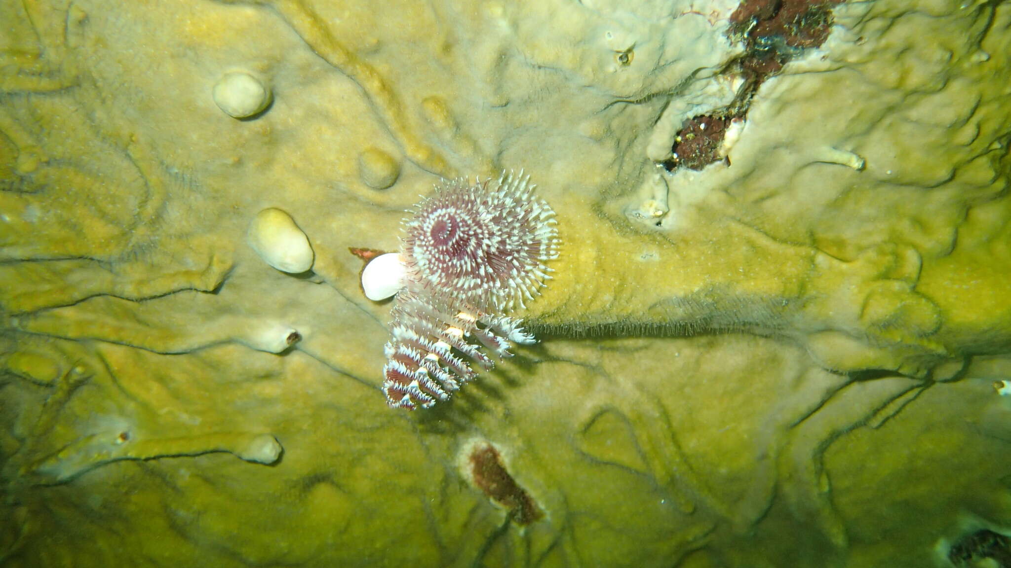 Image of Christmas tree worm