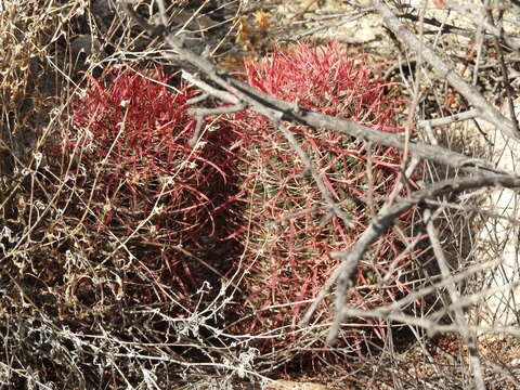 Image of Ferocactus gracilis subsp. gracilis