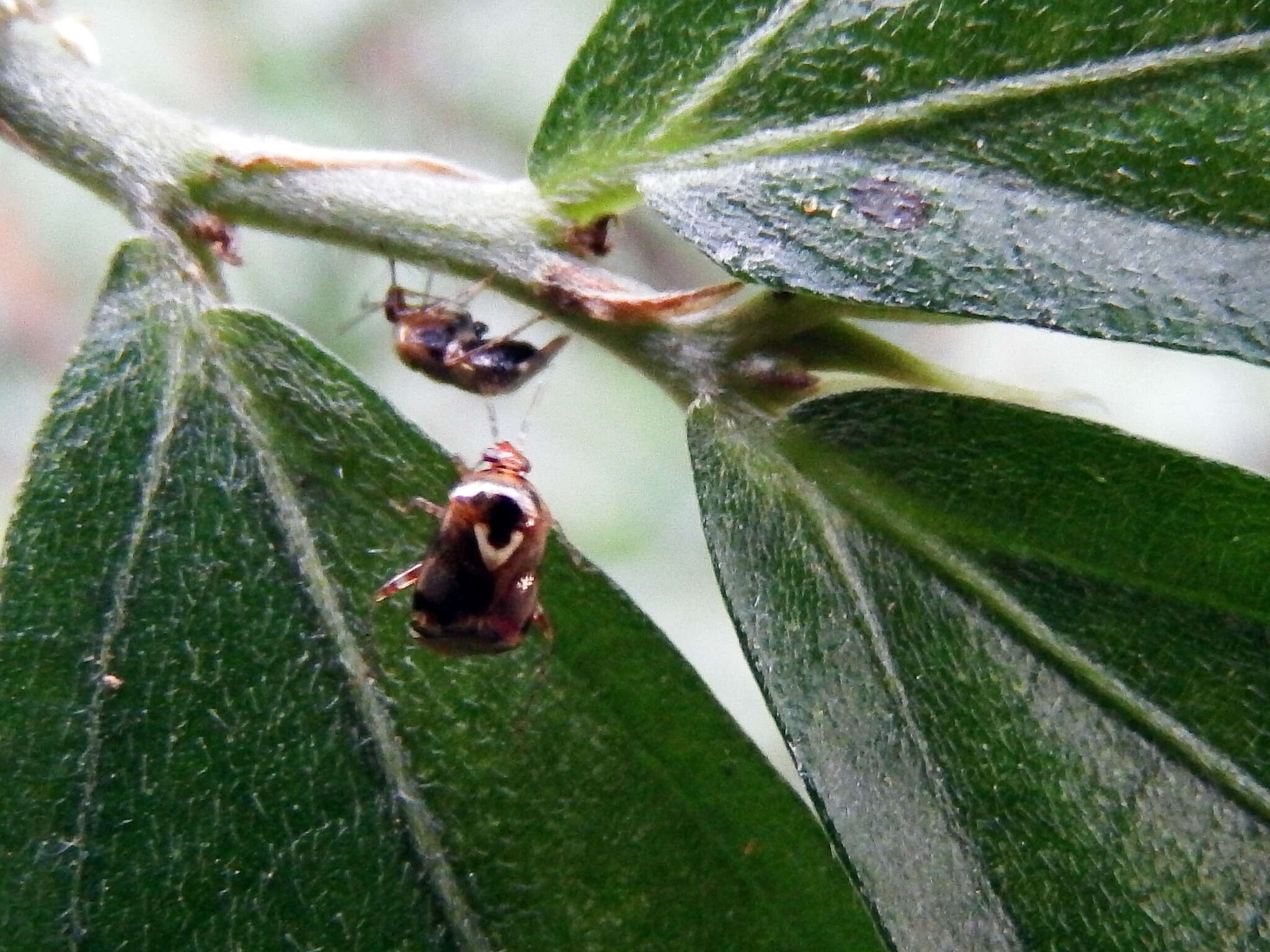 Sabactiopus sauteri (Poppius 1912)的圖片