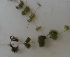 Image of Dwarf Stonewort