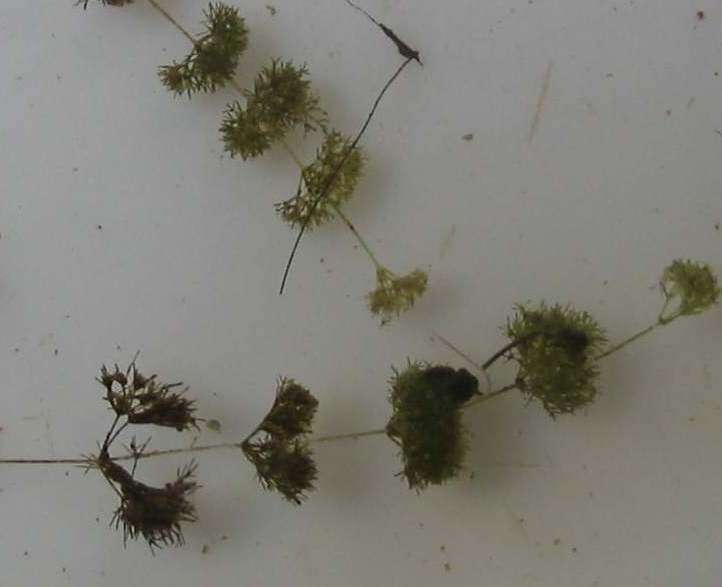 Image of Dwarf Stonewort