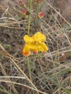 Image of Arizona desert foxglove