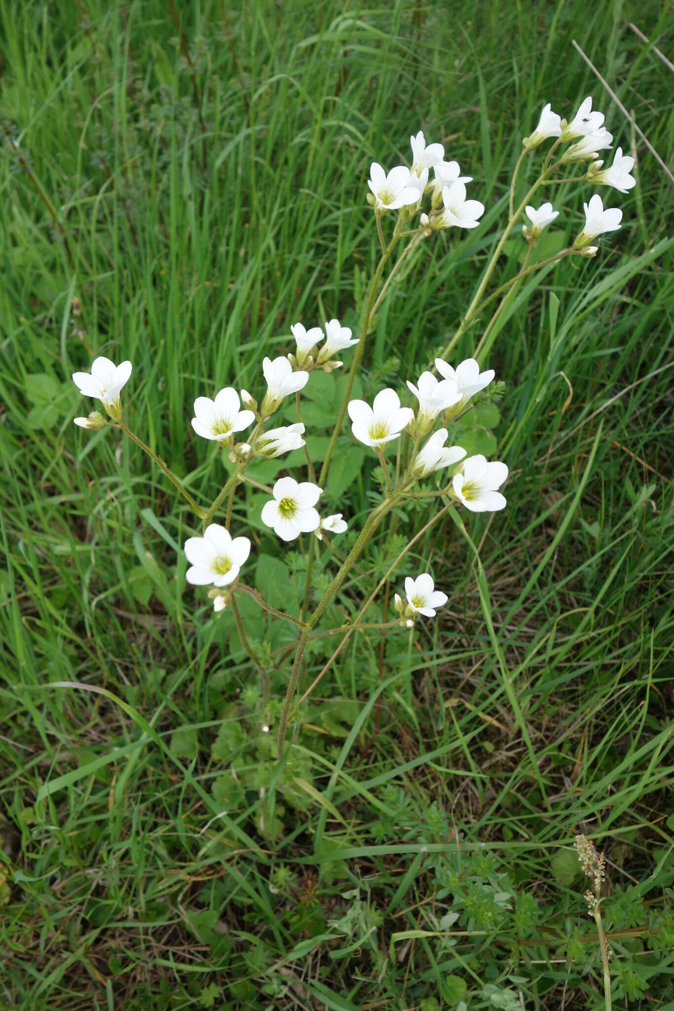 Plancia ëd Saxifraga granulata L.