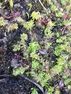 Image of slender clubmoss