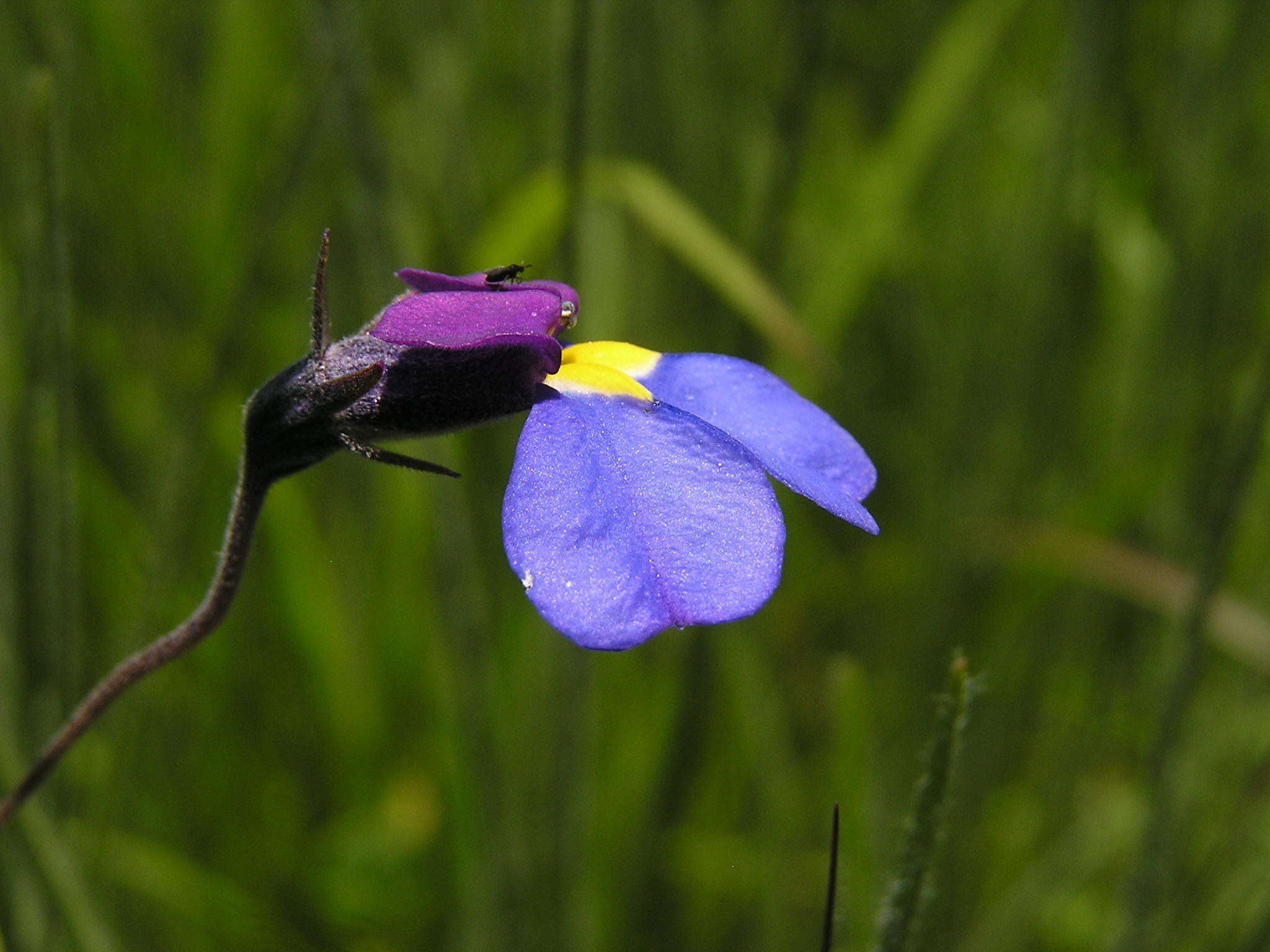 Image of Butterfly lobelia