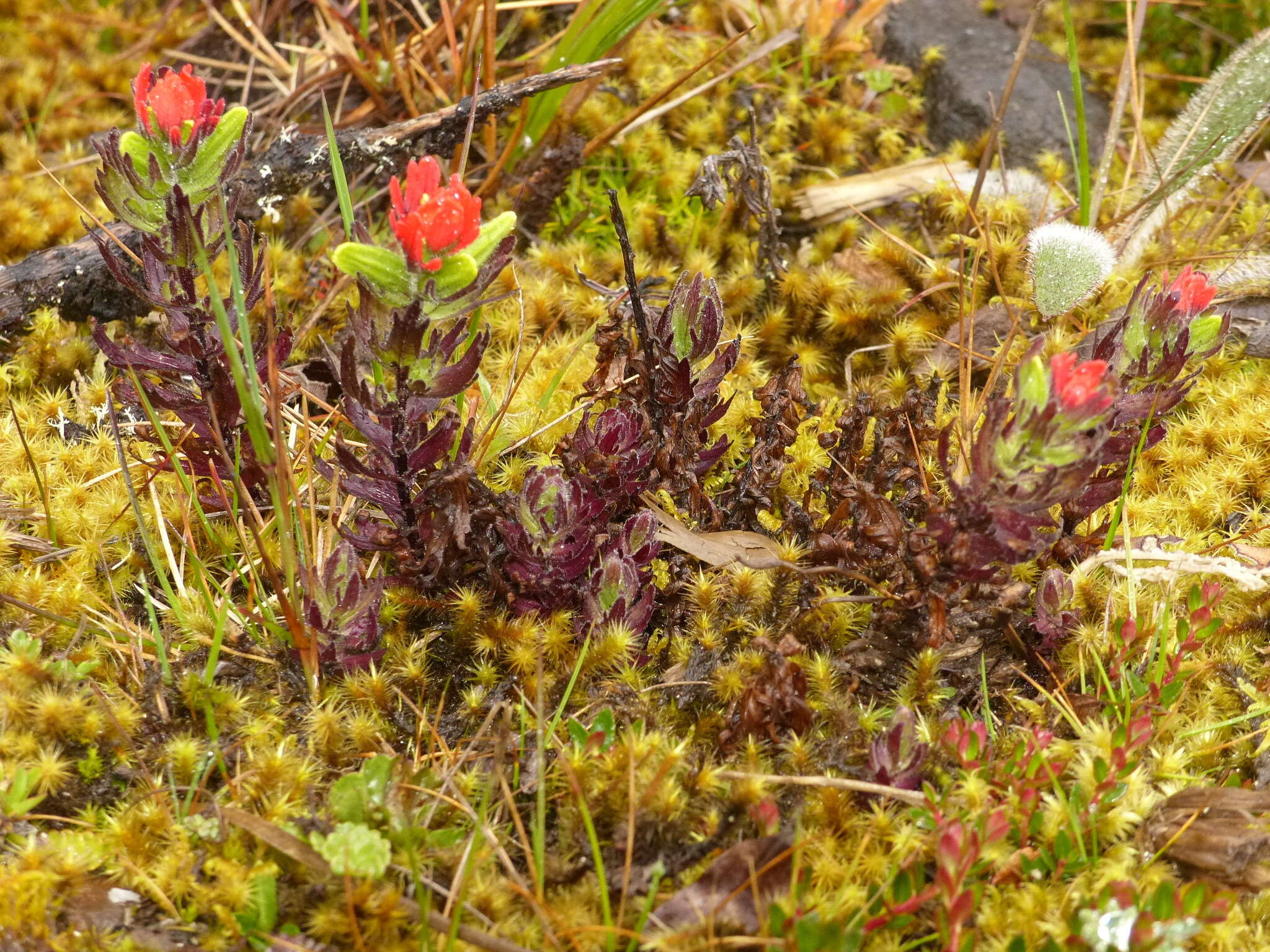 Image of Castilleja nubigena Kunth