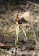 Image of Southern spider orchid