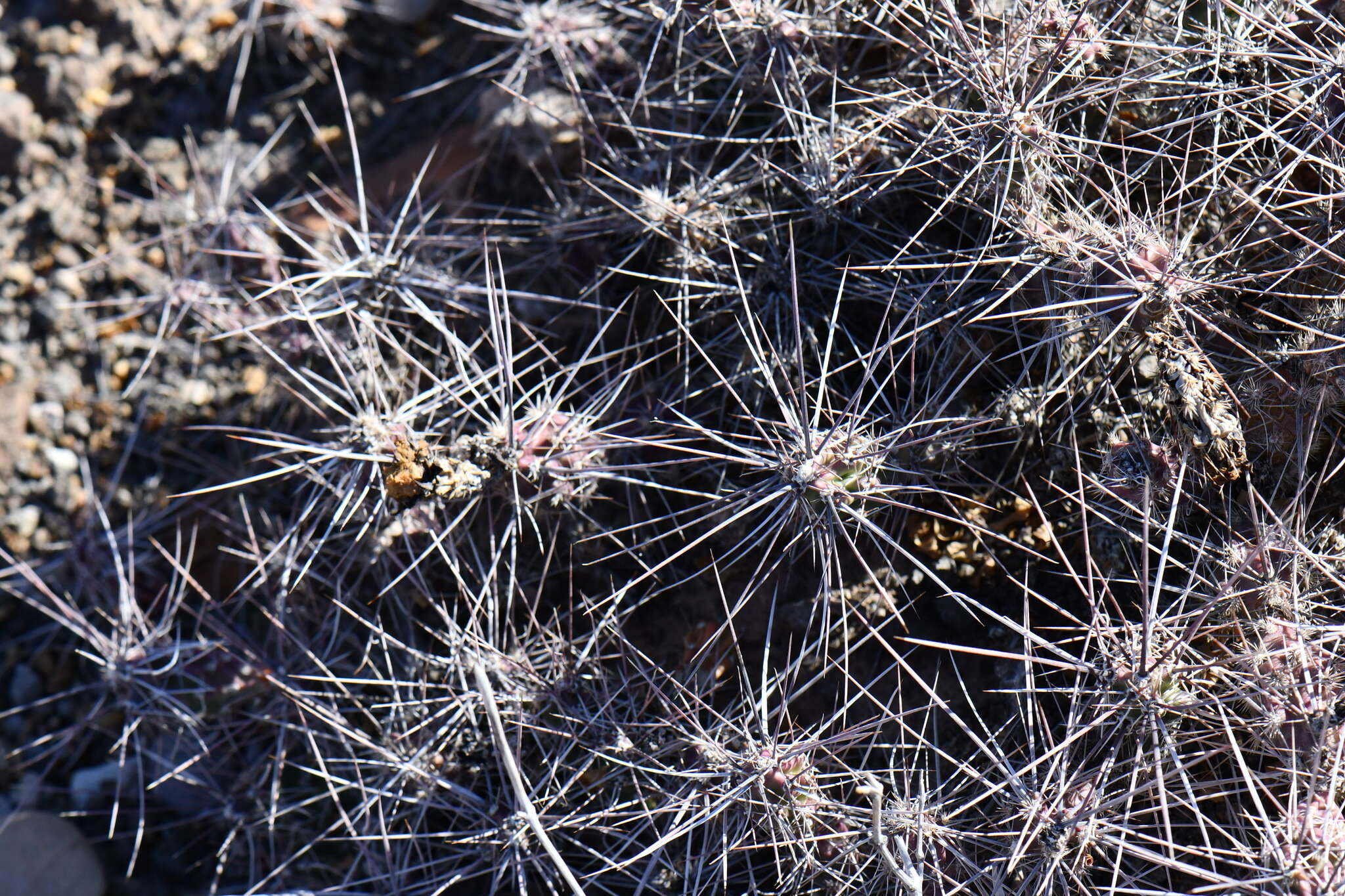 Image of Graham's pricklypear