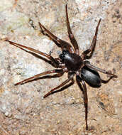 Image of Antmimic spider