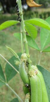 Image of Crotalaria pallida var. pallida