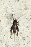 Image of Striped Ground Cricket