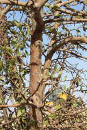 Image of Pyrus syriaca Boiss.