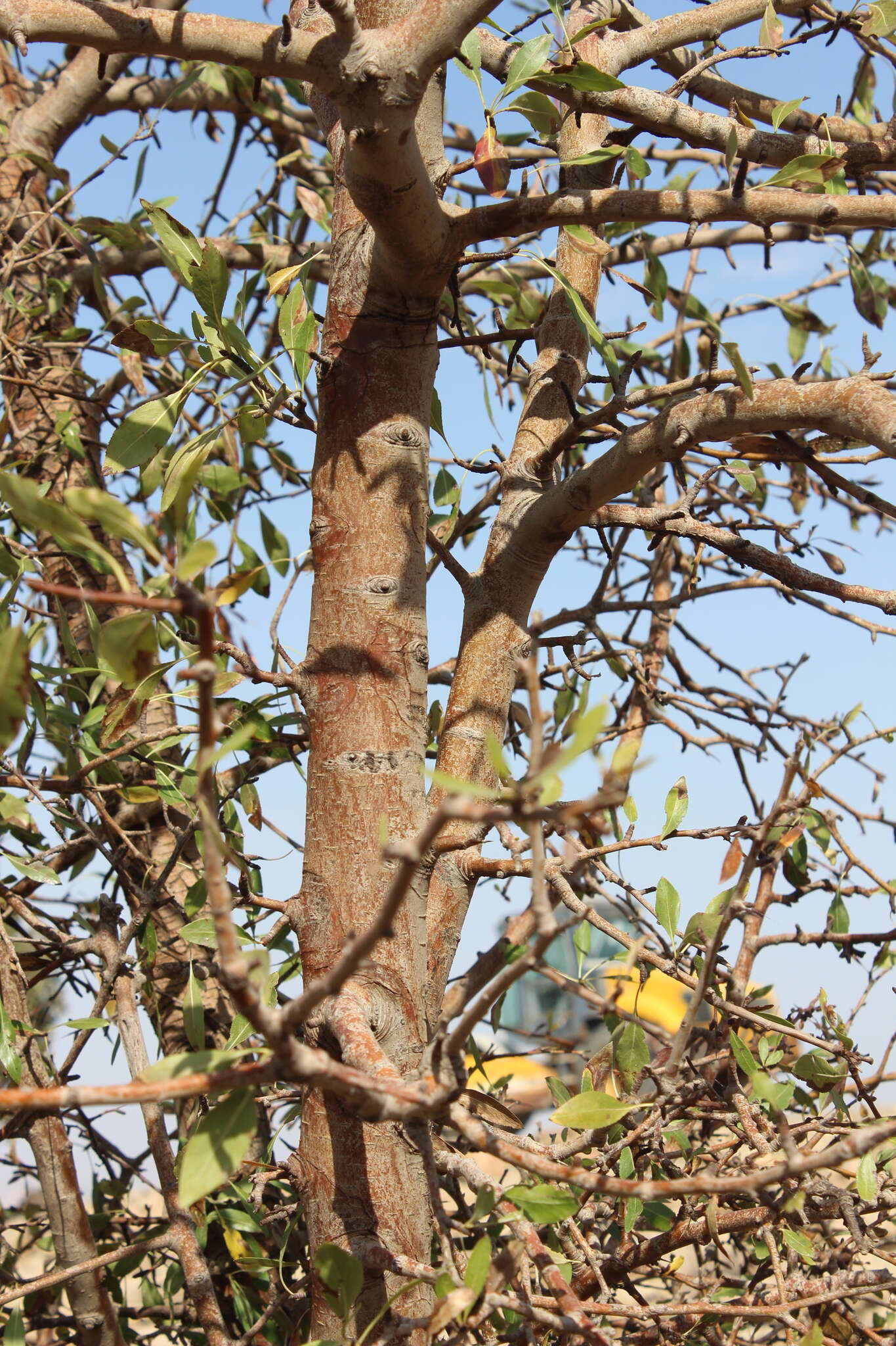 Plancia ëd Pyrus syriaca Boiss.