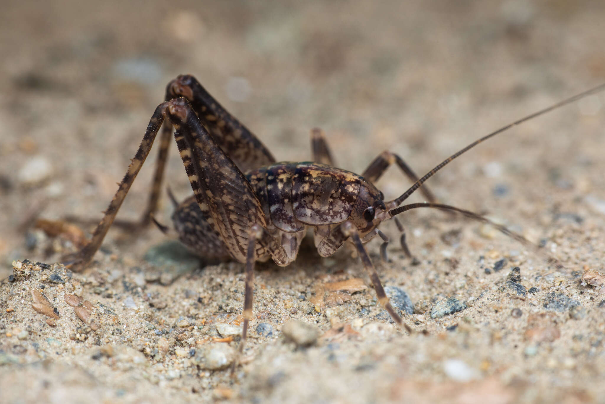 Pristoceuthophilus celatus (Scudder & S. H. 1894)的圖片