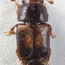 Image of Sap beetle