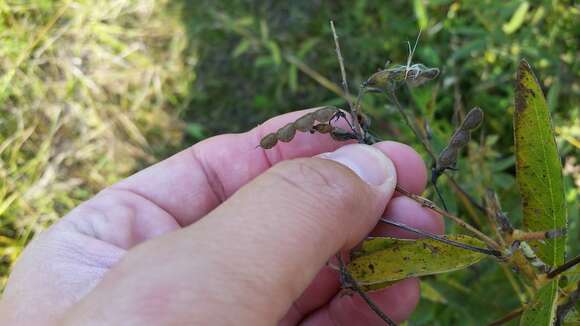 Imagem de Desmodium sessilifolium Torr. & A. Gray