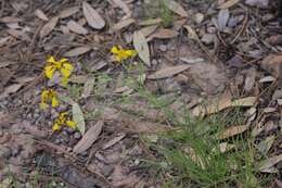 Hymenoxys quinquesquamata Rydb. resmi