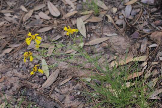 Image of rincon rubberweed