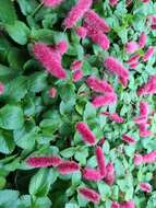 Imagem de Acalypha pendula C. Wright ex Griseb.