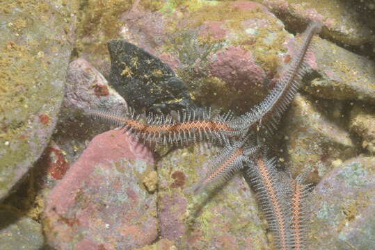 Image of Chain-link Brittle Star