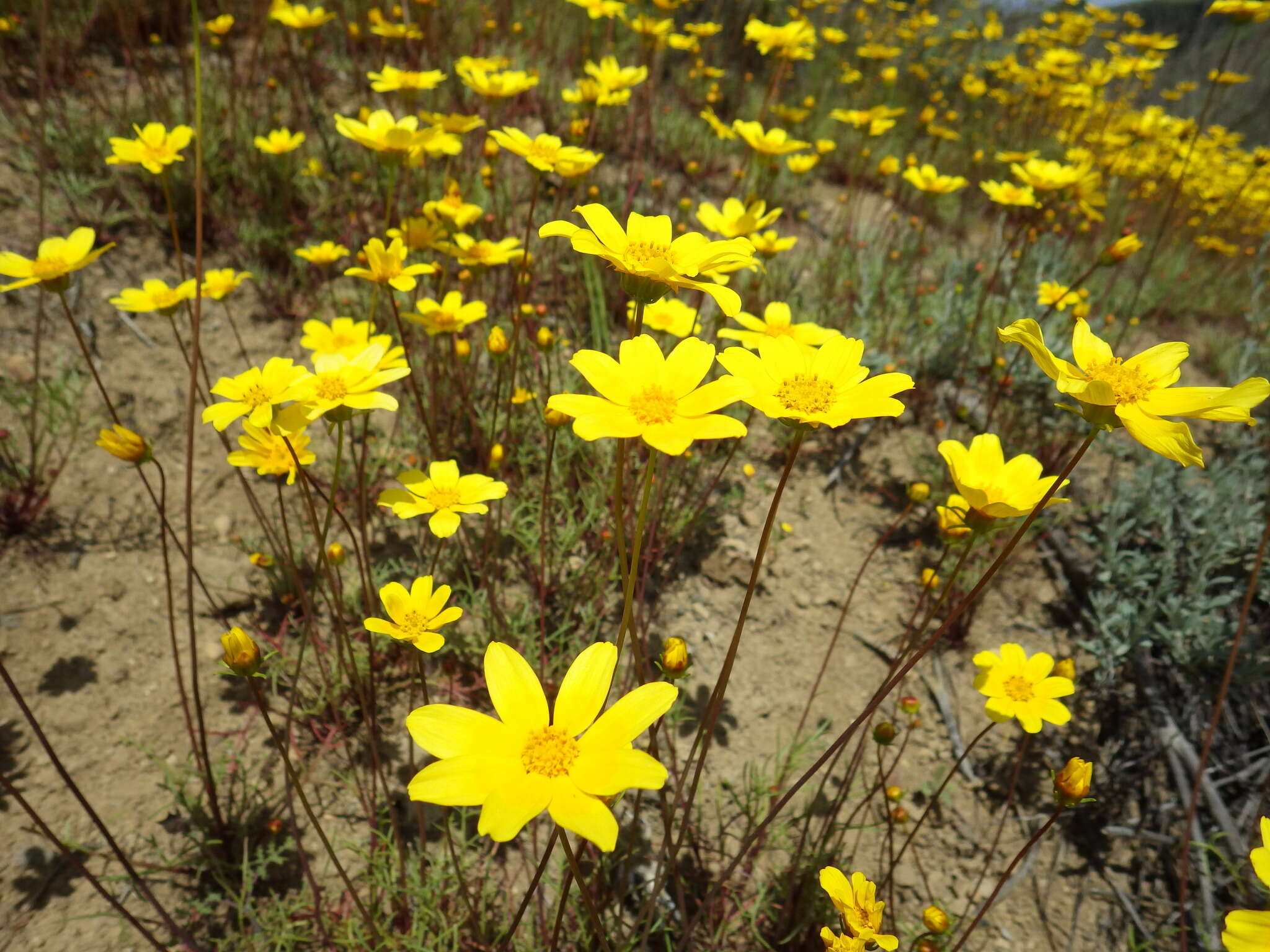 Image de Coreopsis bigelowii (A. Gray) Voss