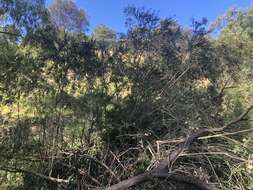 Image of river bottlebrush