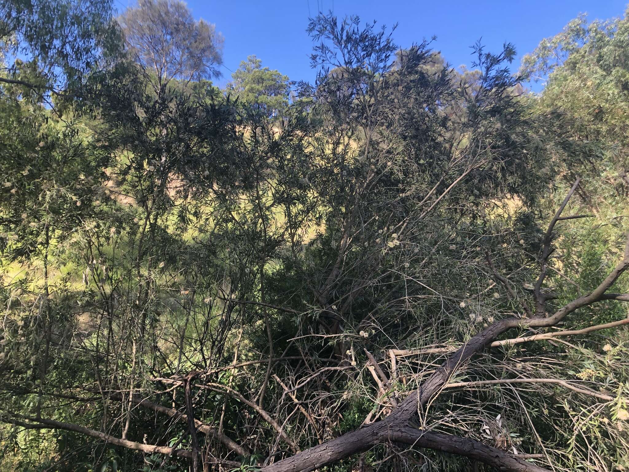 Sivun Callistemon paludosus F. Müll. kuva