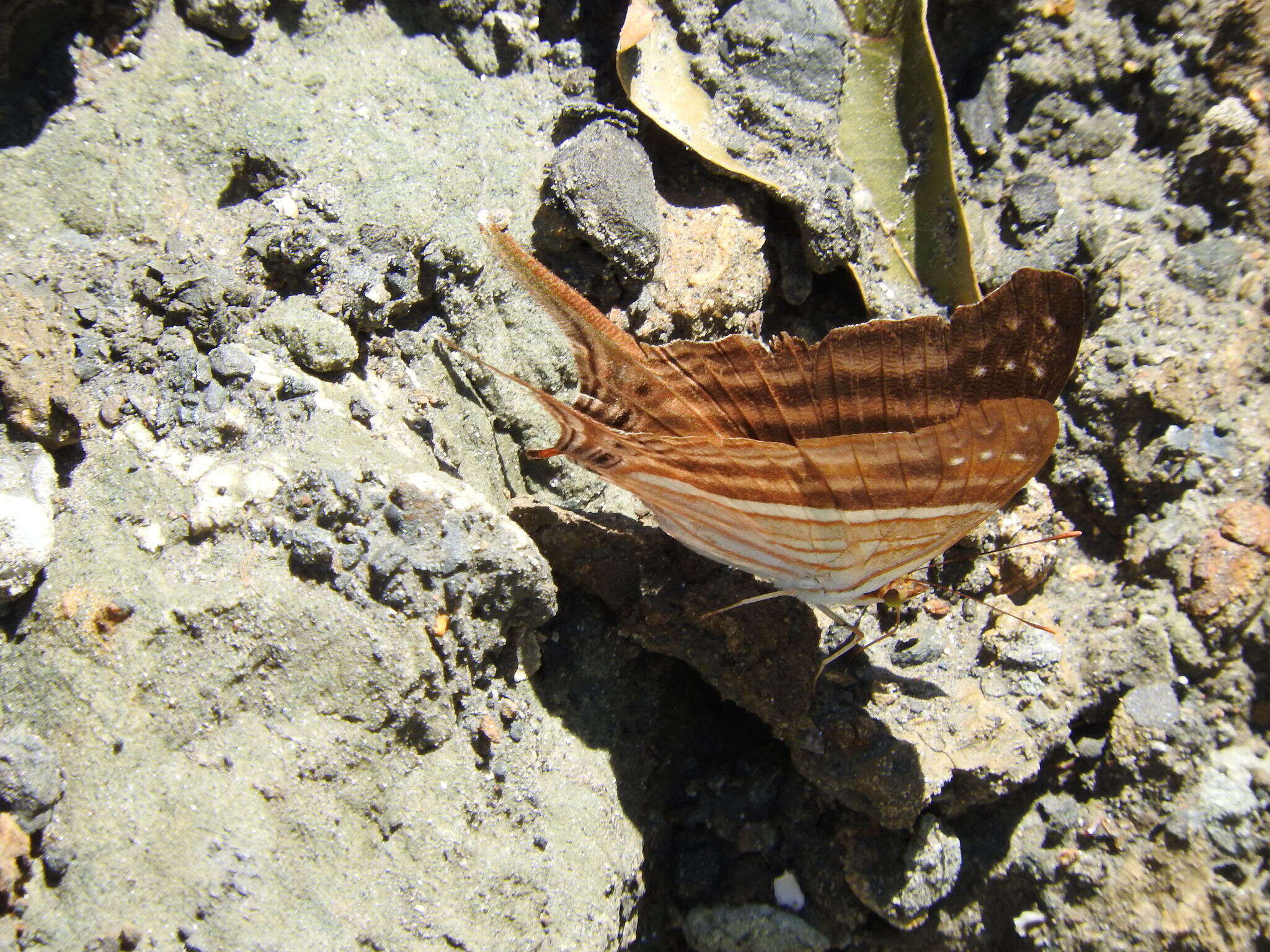 Image of Many-banded Daggerwing