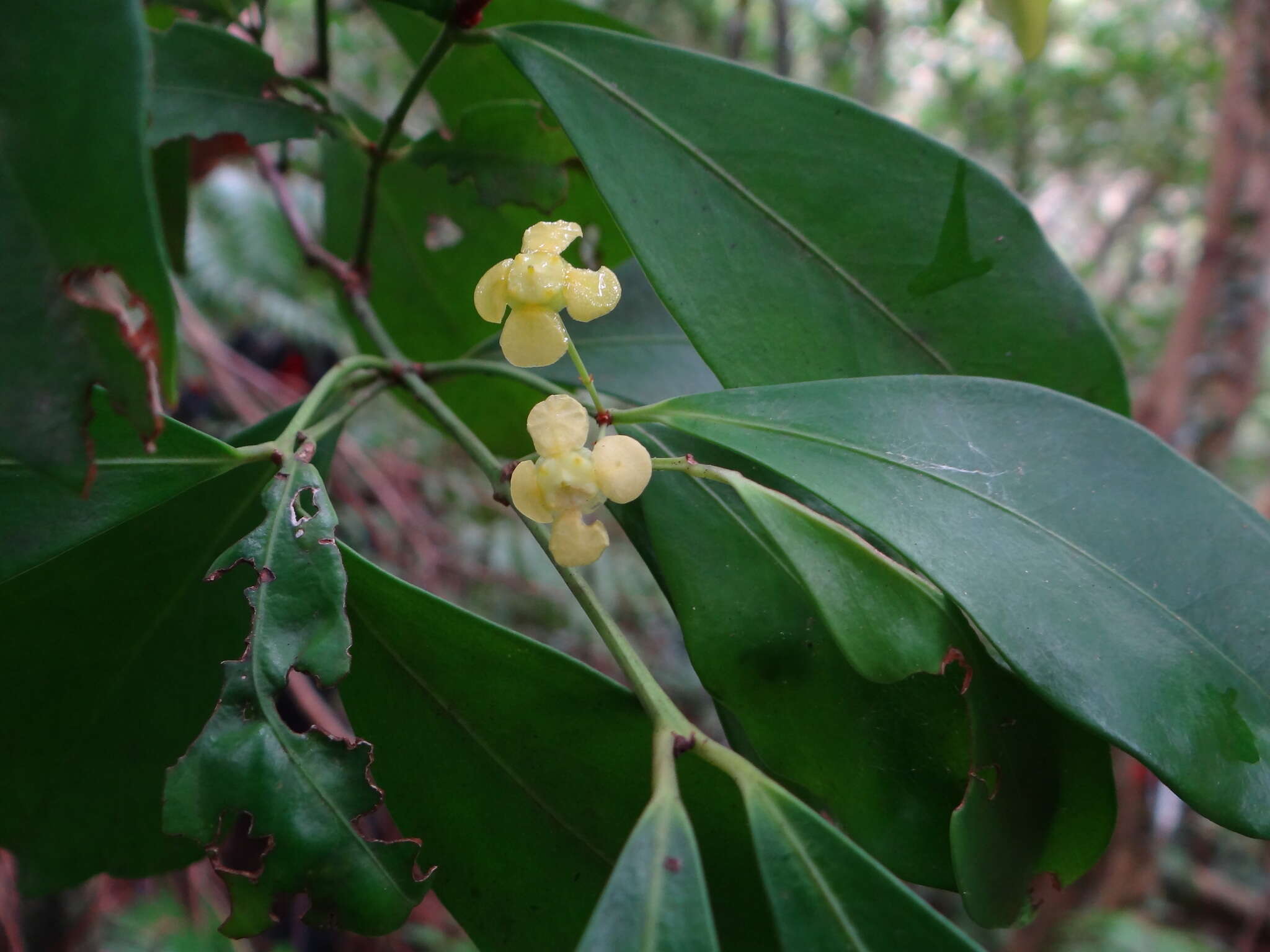 Image of Euonymus tashiroi Maxim.