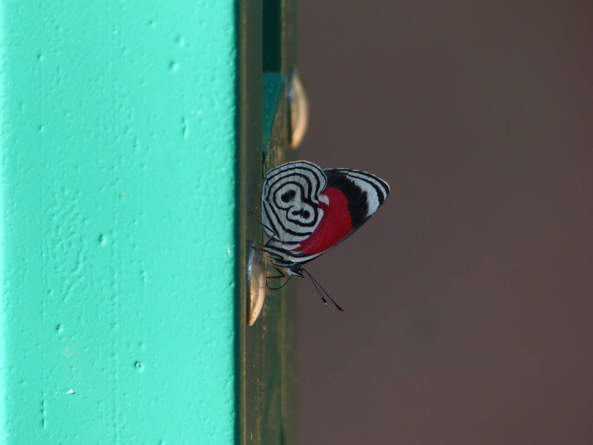 Image de Diaethria clymena Cramer 1775