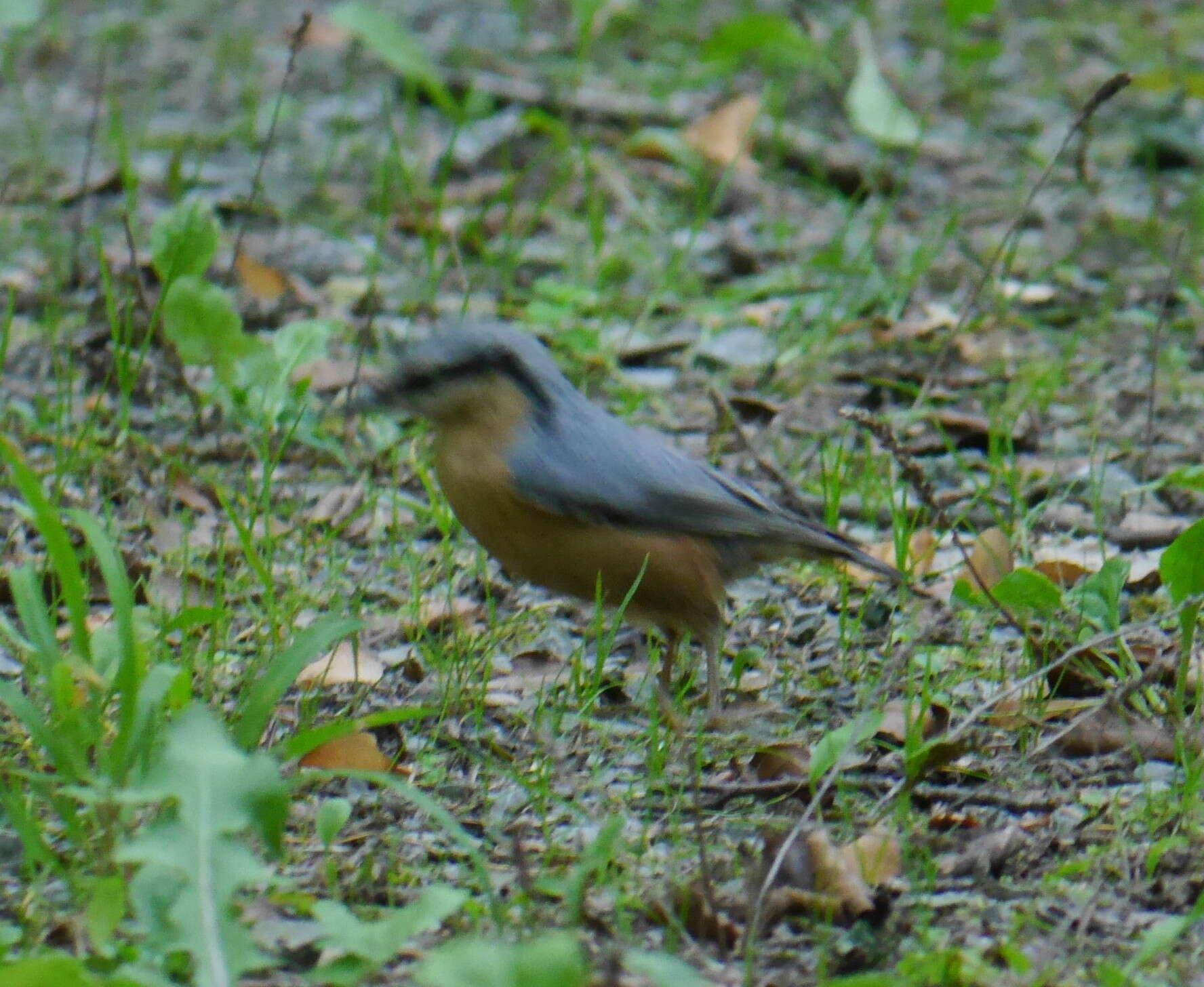 Image of Eurasian Nuthatch