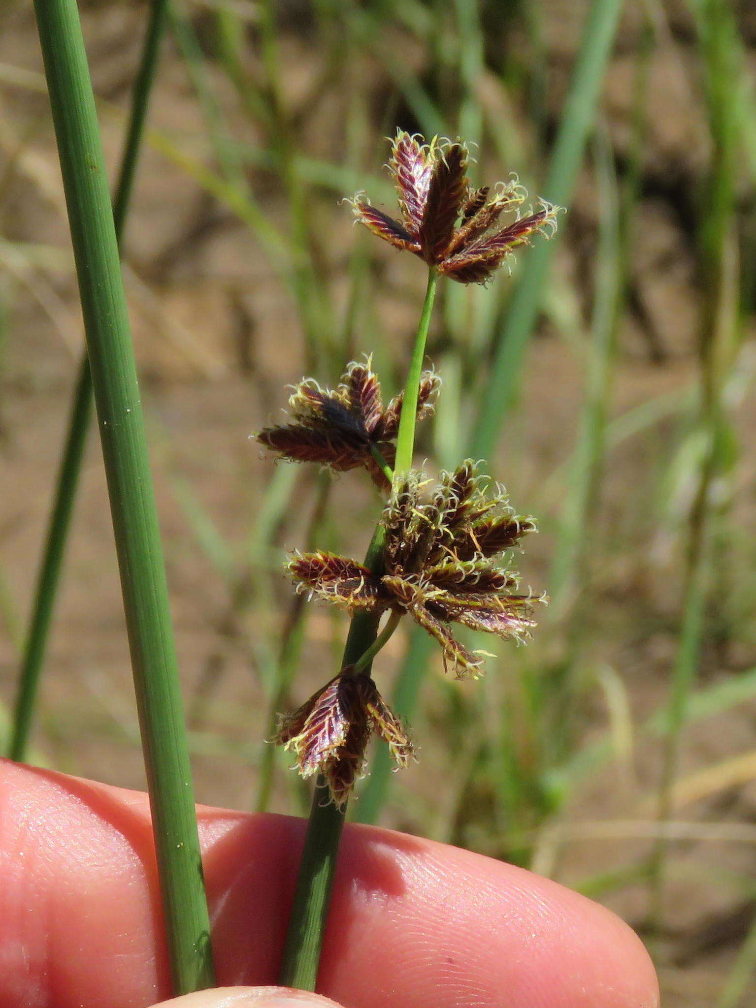 Imagem de Cyperus marginatus Thunb.