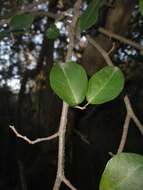 Coccoloba argentinensis Speg. resmi