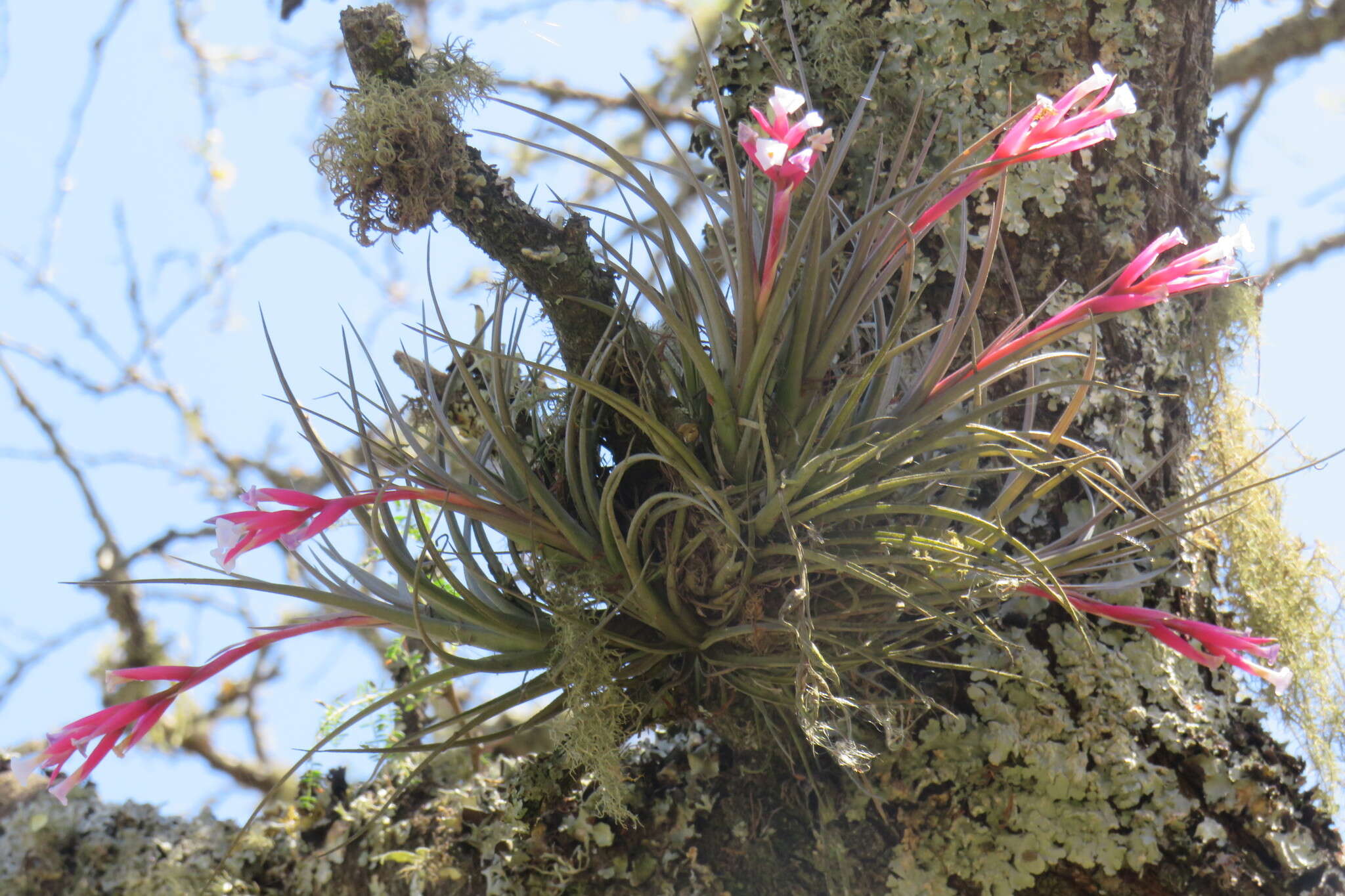 Image of narrowleaf airplant