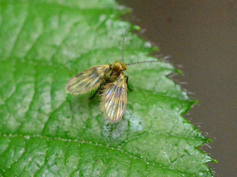 Image of Trichomyia urbica Haliday 1839