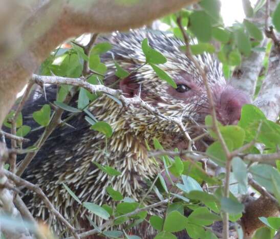 Image of Hairy Dwarf Porcupines