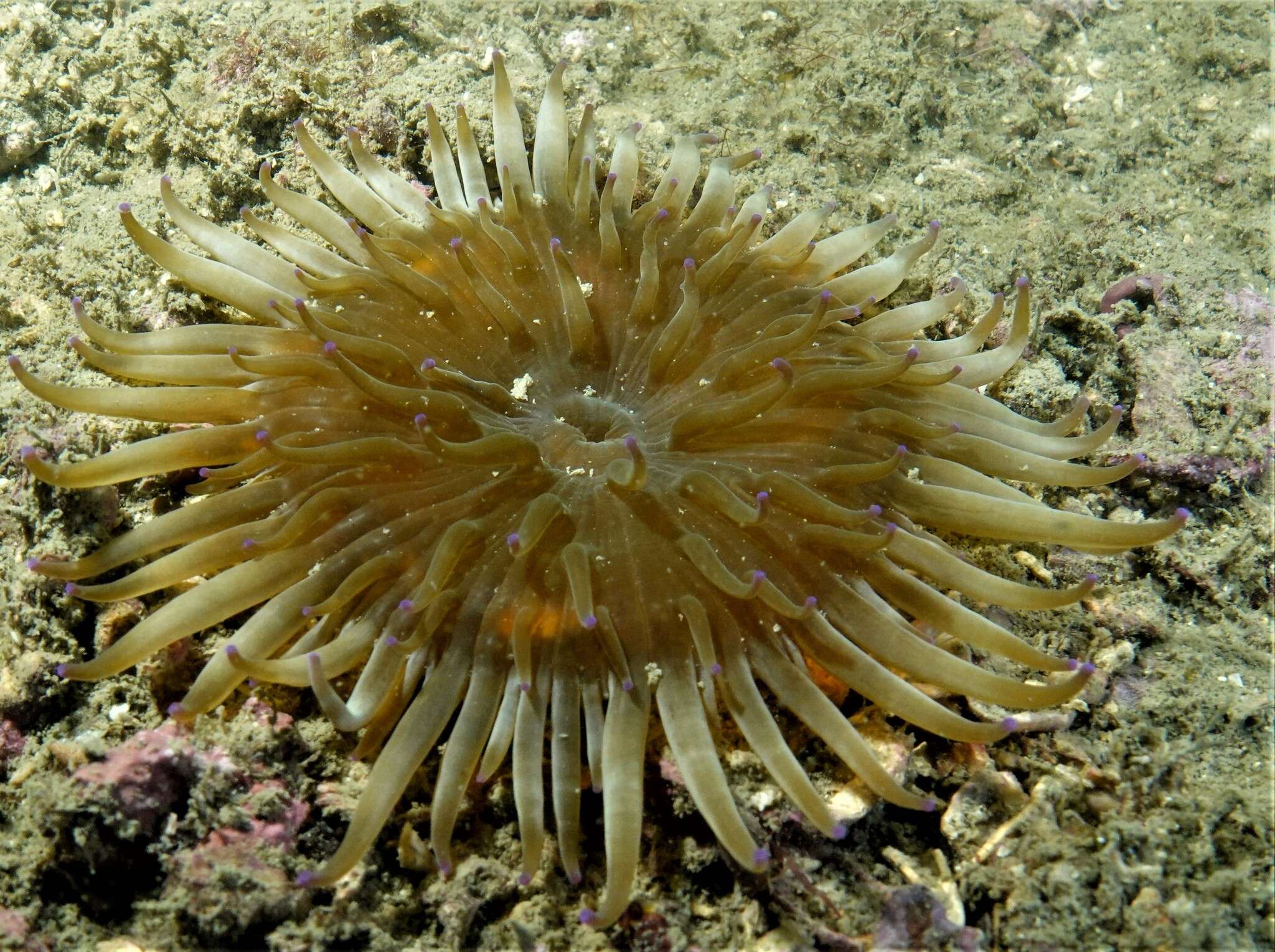 Image of Adhesive sea anemone