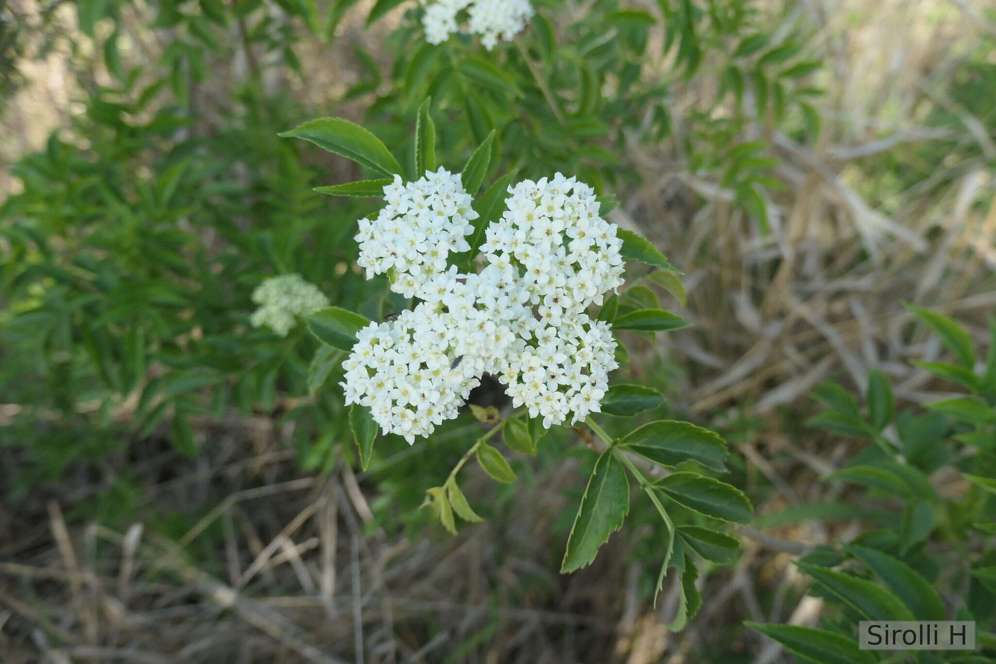 Image of Sambucus australis Cham. & Schltdl.