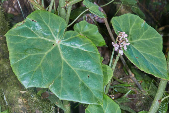 Image of Begonia manicata Brongn.