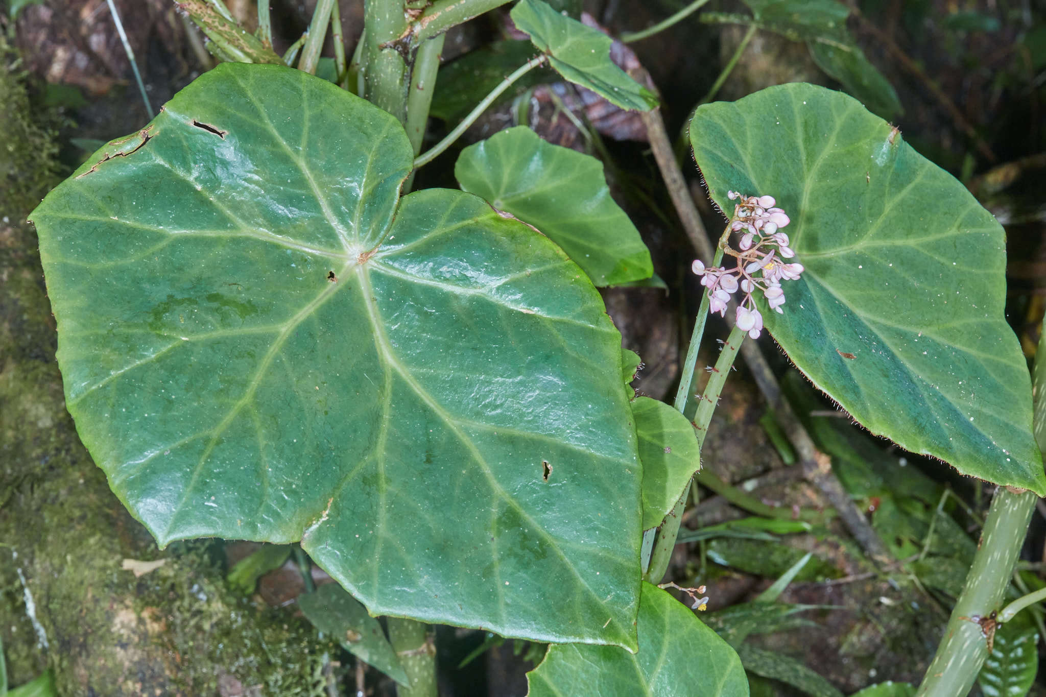 Слика од Begonia manicata Brongn.