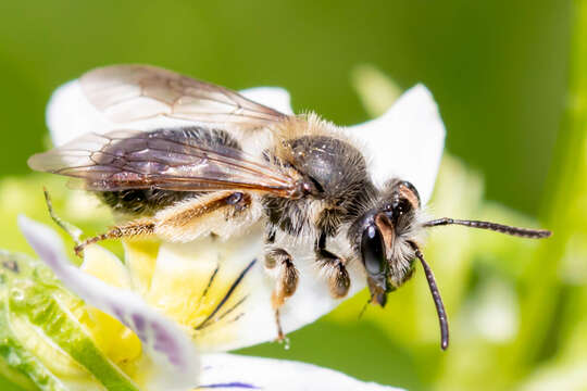 Image of Andrena rufosignata Cockerell 1902