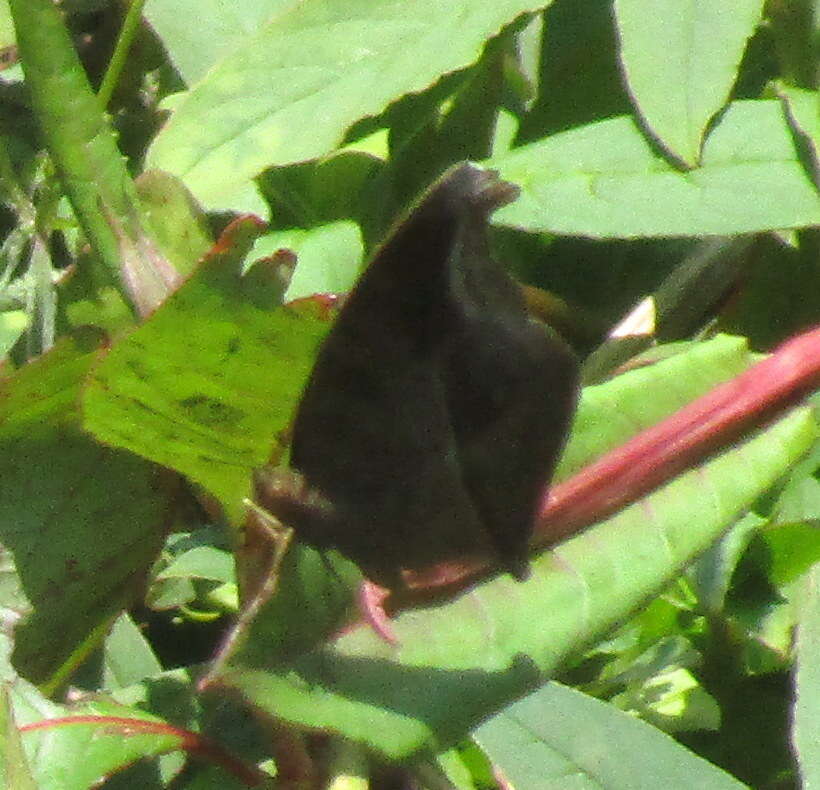 Image of chocolate pansy